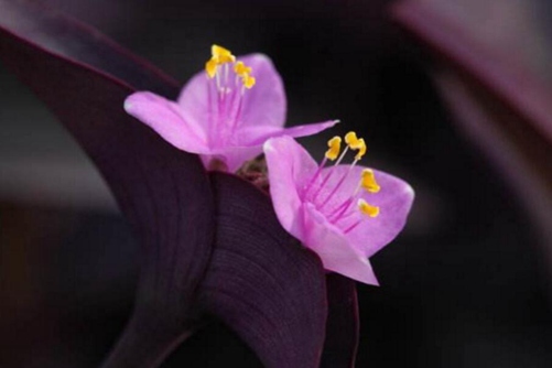 紫鸭跖草的繁殖方法，随便掐个枝条当年就能爆满盆哦！