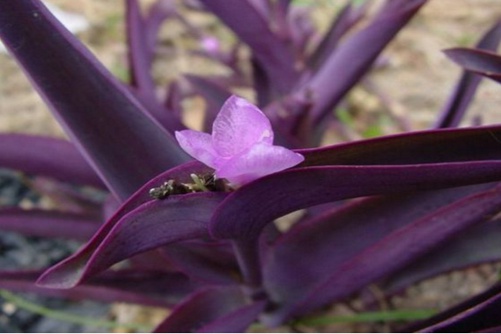 紫鸭跖草的功效与作用，紫鸭跖草，你不知道的秘密！