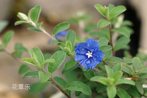 蓝星花的养殖方法和注意事项介绍!蓝星花这样养才会四季开花